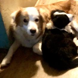 Border Collie Puppies from Cahill’s Canines