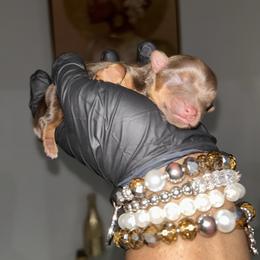 Aspen - Chocolate and tan female Yorkshire Terrier puppy in Lynwood, Illinois from SaintNicksWay