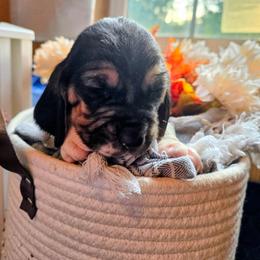 Fark green boy - Black white and brown male Basset Hound puppy in Converse, Louisiana from Walkers Catuna Bassett Hounds