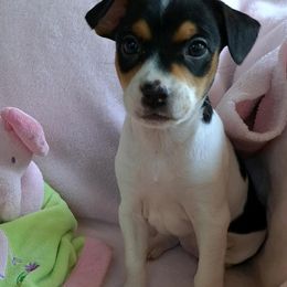Rat Terriers from KC’S Rat Terriers