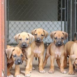 Rhodesian Ridgeback Puppies from Karhiba Rhodesian Ridgebacks