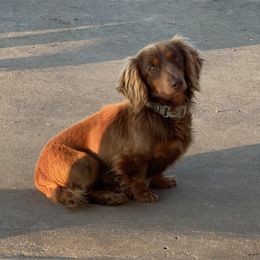 Pongo - Dachshund