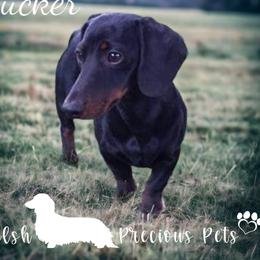 Tucker - Dachshund
