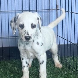 Poe LUA - White and black male Dalmatian puppy in Sedalia, Missouri from Missouri Dalmatians