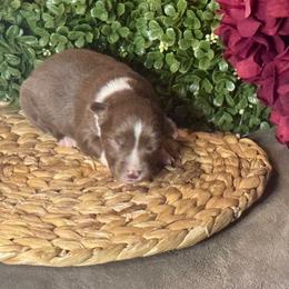 (John) Lennon - Red tri male Miniature Australian Shepherd puppy in California from Eagle River Aussies