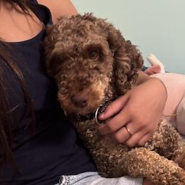 Kitkat - Poodle