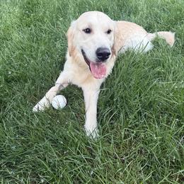 Bucky - Light golden male Golden Retriever puppy in Milford, Michigan from Servant Kennel