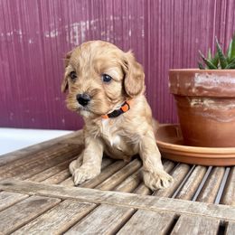 Orange Collar Boy - Apricot male Cavapoo puppy in Almira, Washington from Cavapoo Cuddles