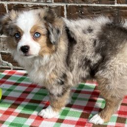 Chilli Dog - Toy Australian Shepherd puppy from R & W Aussies