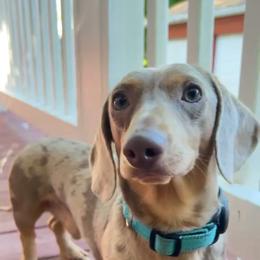 Prince - Dachshund