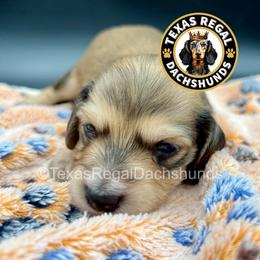 Biscuit 3500 - Cream male Dachshund puppy in Houston, Texas from Texas Regal Dachshunds LLC