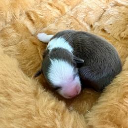 Blossom - Red tri female Miniature Australian Shepherd puppy in Nashville, Tennessee from Little B’s Aussies