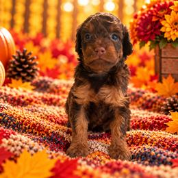 Fudge - Chocolate female Cavapoo puppy in Myrtle Beach, South Carolina from Colorful-K9'S