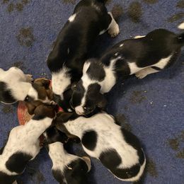 Basset Hound Puppies from Renaissance Bassets