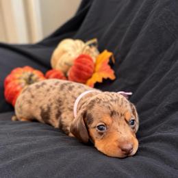 Sarabi AKC 5,500 - Dapple female Dachshund puppy in Indian Trail, North Carolina from Hilda’s Teenie Weenies