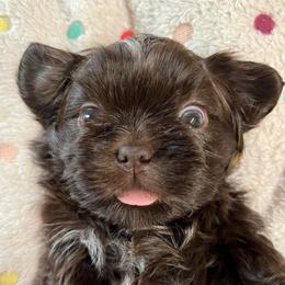 MrBeast - Chocolate male Shih Tzu puppy in Kodak, Tennessee from Cutshall Babies