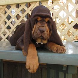 Bloodhound and Mastiff Puppies from Teoc Bloodhounds and Mastiffs