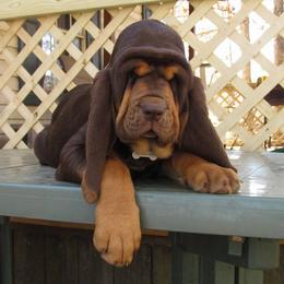 Bloodhound and Mastiff Puppies from Teoc Bloodhounds and Mastiffs