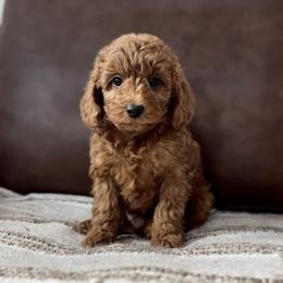 Rowan - Red  male Goldendoodle puppy in St George, Utah from Doodle Bears of Southern Utah