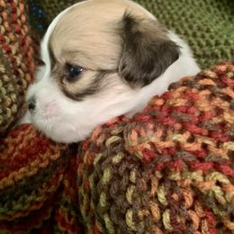 Coton de Tulear Puppies from Catawba Cotons