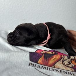 Girl 4 - Black female Cane Corso puppy in Perris, California from P1 Family Canines