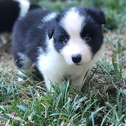 Harvard - Black and white male Border Collie puppy in Watkinsville, Georgia from Solaras Border Collies