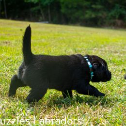 Labrador Retriever Puppies from Puzzles Labradors
