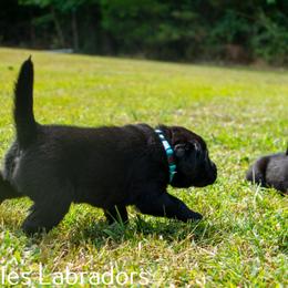 Labrador Retriever Puppies from Puzzles Labradors