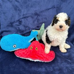 Pairs - Tri-color female Bernedoodle puppy in Katy, Texas from Tails of Cypress