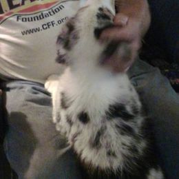 Australian Shepherd Puppies from Diamond B Kennels