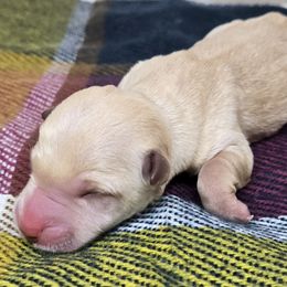 Puppy 2 - Wheaten male Scottish Terrier puppy in San Tan Valley, Arizona from For the love of Scotties