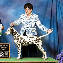 Cavalier King Charles Spaniels, Dalmatians, and Swedish Vallhunds from Snowood Dalmatians and Cavaliers