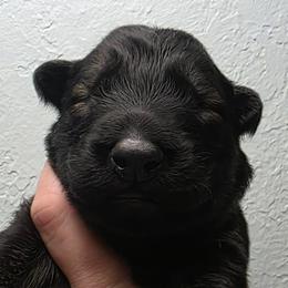 Brown collar - Sable male German Shepherd puppy in Oscoda, Michigan from Sstar