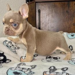 Theodore - Tricolors male French Bulldog puppy in Colorado Springs, Colorado from Sun Mountain Frenchies