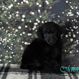 Gravy - Poodle puppy in Oklahoma from Morgenstern Kennels