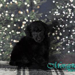 Gravy - Poodle puppy in Oklahoma from Morgenstern Kennels