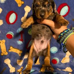 Dachshund Puppies from M's puppy love