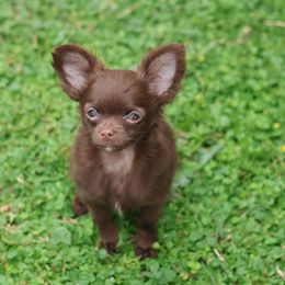 Riley - Chocolate and white female Chihuahua puppy in Hardin, Texas from Katrinas puppies