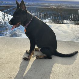 German Shepherd Puppies from Shepherds of Anarchy
