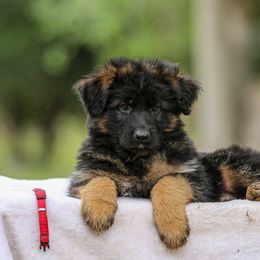 Girl 2 - Black and red German Shepherd puppy in Plumas Lake, California from Zwinger Vom Greifjäger