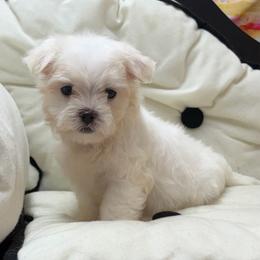 Louie - White male Maltese puppy in Monticello, Iowa from Ashley’s Puppies