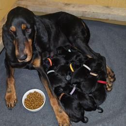 Lavender - Black and tan female Black and Tan Coonhound puppy in Ephraim, Utah from Wanderlust Coonhounds