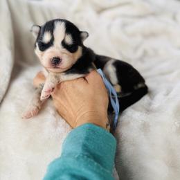 Grrberry - Black and white male Pomsky puppy in Yavapai County, Arizona from Pawsh Pomskies