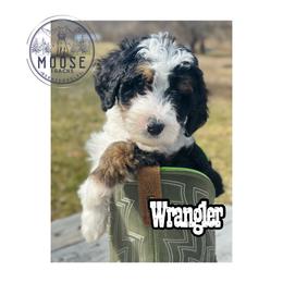 Wrangler - Tri-color male Bernedoodle puppy in Belleville, Michigan from Moose Tracks Bernedoodles