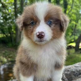 Handsome - Red merle male Australian Shepherd puppy in Copperhill, Tennessee from Tuff Country Farm