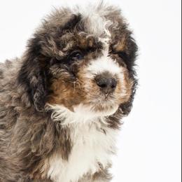 Bernedoodles, Cavapoos, Cockapoos, Cocker Spaniels, and Poodles from DAKOTA DOOD RANCH