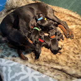 Manchester Terrier Puppies from Noble Kennels Standard Manchesters