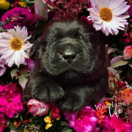 Labrador Retriever Puppies from Westlane Dogs