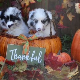 Shetland Sheepdog Puppies from Himark Shelties