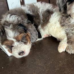 Cash - male Golden Mountain Doodle puppy in Palestine, Texas from KK's Doodle Bunch